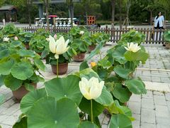 -莲花池公园