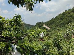 -桃源山庄·水蜜桃采摘·柴火鸡·烧烤团建(龙泉山店)