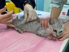 -北京观赏动物医院·24小时大型综合·猫专科·异宠专科