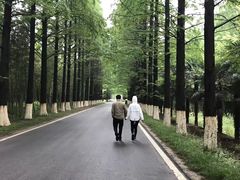 -黄海国家森林公园