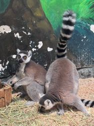 -Zoolung Zoolung动物主题公园(海信广场店)