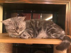 -more than meow吴止猫主题餐厅(承德 中船汇店)