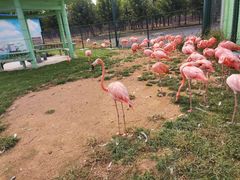 -秦皇岛野生动物园