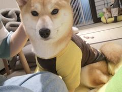 -逗柴咖啡屋·狗咖猫咖宠物桌游