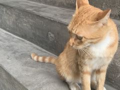 -洪江古商城