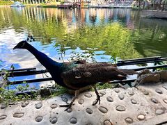 -西双版纳原始森林公园