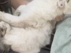 -瑞鹏瑞爱宠物医院·全科·猫科·血液透析中心(龙头寺店)