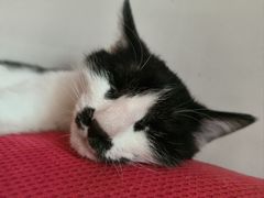 -纳吉亚猫专科动物诊疗中心(蒋宅口分院)