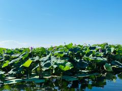-洪湖生态旅游区