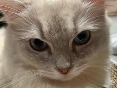 -瞄一喵猫咖(格力海岸店)