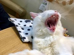 -藏猫猫咖啡主题馆(中央大道店)