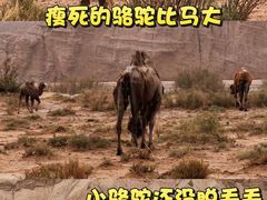 -新疆天山托木尔景区·大峡谷