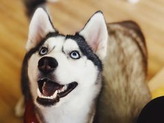 -Husky Go! 哈士奇体验馆·宠物咖啡厅狗咖