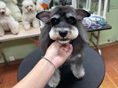 -鑫艺宠物美容培训学校