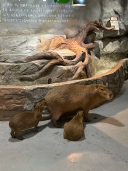 -Zoolung Zoolung动物主题公园(海信广场店)