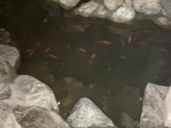 观景鱼-大和洗浴休闲会所(宏大广场店)
