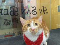 -车接车送·寄养洗护·德文猫舍(大宁店)