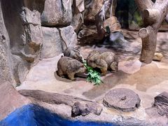 -正佳雨林生态植物园