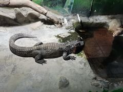 -上海大自然野生昆虫馆(东方明珠·爬宠昆虫探索中心)