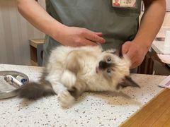 -宠爱国际动物医院·消化内科·心肾内科·ISFM猫友好(望京店)