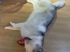 -Husky Go! 哈士奇体验馆·宠物咖啡厅狗咖