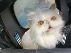 -达爱动物医院·犬猫分区·CT·复杂眼科(远洋山水分院)