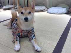 -逗柴咖啡屋·狗咖猫咖宠物桌游