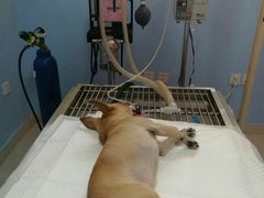 -瑞派福兴宠物医院犬猫全科·骨科·中西医结合(河东店)