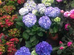 -长春青怡坊鲜花批发(青怡坊花鸟市场店)