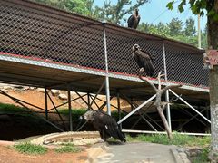 -西霞口神雕山野生动物世界
