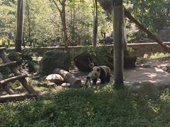 -都江堰中华大熊猫苑