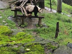 -都江堰中华大熊猫苑