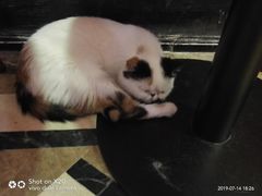 -猫色咖啡·猫咖