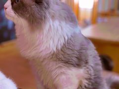 -猫にゃん · 猫的隐藏屋猫咖(麦地旗舰店)