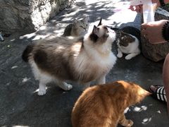 -喵屿·大理花园猫咖