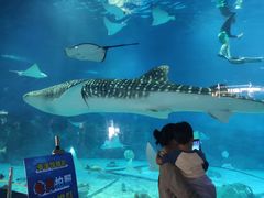 -烟台海昌鲸鲨海洋公园