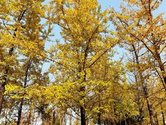 -重庆中央公园(渝北区)