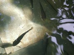 -三亚珠江南田温泉度假区