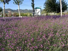 -羊亭河湿地公园