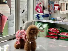 -BABYDOG宝贝狗宠物乐园(欧洲城店)