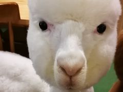 羊驼-藦茜花园宠物主题亲子互动体验馆(国顺东路店)
