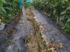 -锦江中华村农家乐饭庄