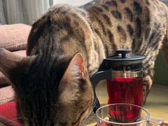 -猫猫幼稚园·撸猫·桌游·电玩
