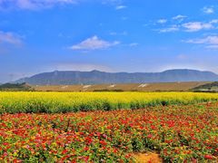 -光明小镇欢乐田园