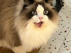 -滚猫咖啡·猫咖·猫友好撸猫(未来城店)