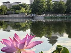 -莲花池公园