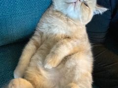 -纳吉亚猫专科动物医院·北北分院