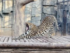 -石家庄市动物园