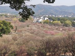 -香雪海