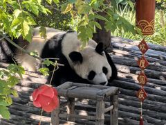 -大连森林动物园